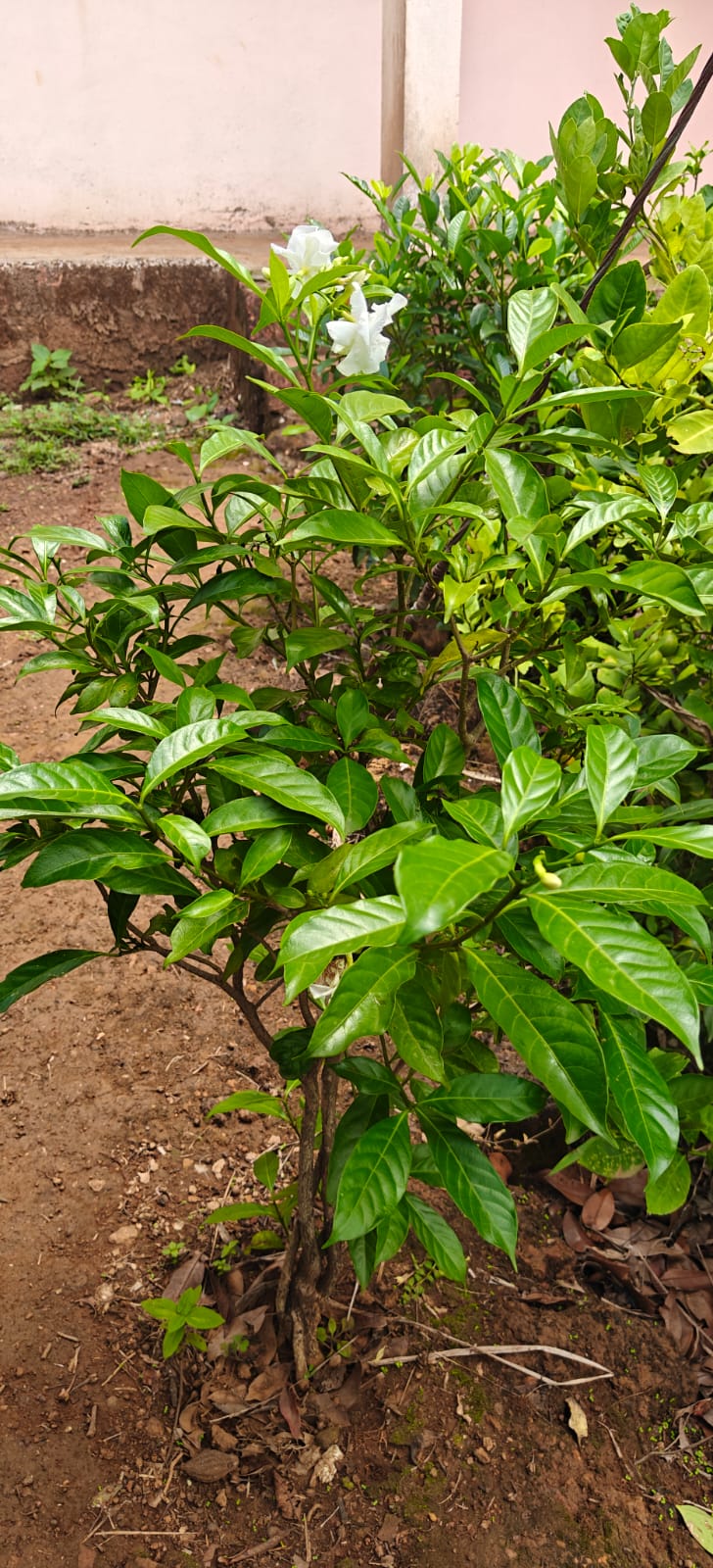Farm plant: WhatsApp Image 2026-07-27 at 12.25.17.jpeg